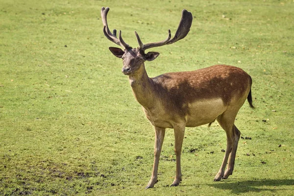 Il cervo rosso Cervus elaphus è una delle specie di cervo più grandi — Foto Stock