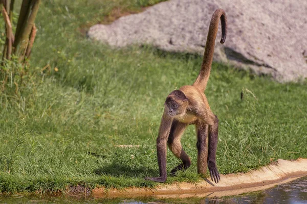 Spider Monkeys zijn nieuwe wereld apen die behoren tot het geslacht Atel — Stockfoto