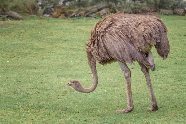 Common ostrich, Struthio camelus, a large flightless bird is walking on the green feld — Stock Photo, Image