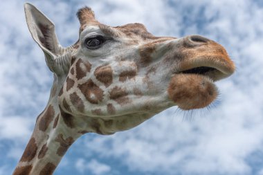 Kuzey zürafası, Zürafa camelopardalis, üç boynuzlu zürafa. Zürafanın başı mavi gökyüzüne karşı. İç fotoğraf Olağandışı perspektif görünümü aşağıdan