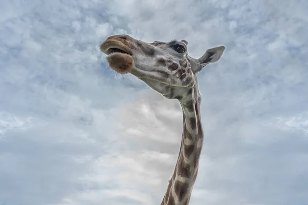长颈鹿的头部和长脖子在蓝天上。内部照片 从下面不寻常的透视视图 — 图库照片