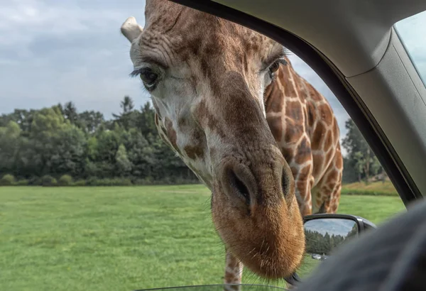 Jirafa del norte, Jirafa camelopardalis, jirafa de tres cuernos mirando hacia el coche. El animal más alto del mundo. Observación de vida silvestre en safari — Foto de Stock