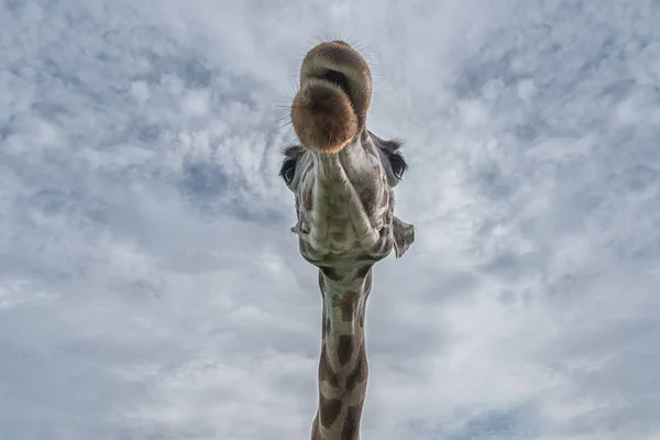 Kopf und langer Hals der Giraffe gegen den blauen Himmel. ungewöhnlicher Blickwinkel von unten. Innenraum Foto — Stockfoto