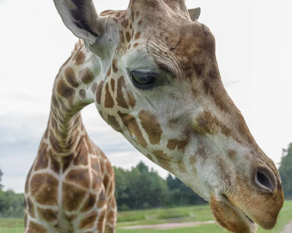 Giraffa settentrionale, giraffa camelopardalis, giraffa a tre corna che guarda la macchina fotografica — Foto Stock
