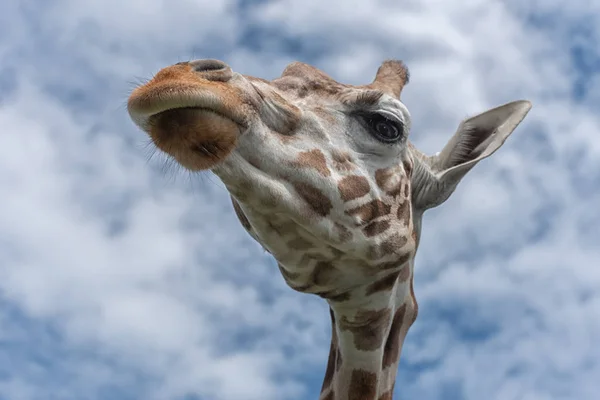 Nordgiraffe, Giraffa camelopardalis, Dreihorngiraffe, das Tier mit den längsten Wimpern gegen den blauen Himmel. Ungewöhnlicher Blickwinkel von unten — Stockfoto