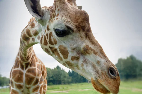 Ritratto di giraffa davanti al cielo blu, guardando la macchina fotografica. Giraffa camelopardalis — Foto Stock