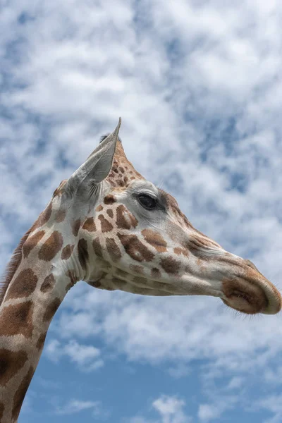 Giraffa elegante ed esaltata, Giraffa camelopardalis. La testa e il lungo collo di giraffa contro il cielo blu — Foto Stock