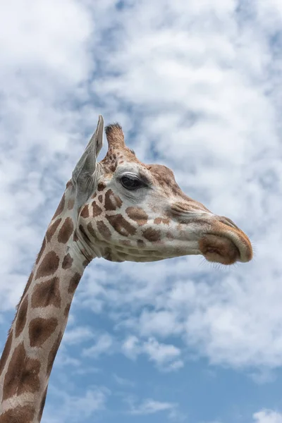 Jirafas elegantes y exaltadas, Giraffa camelopardalis. La cabeza y el largo cuello de la jirafa contra el cielo azul — Foto de Stock