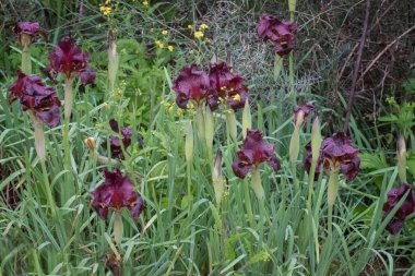 Yabani iris, Iris atropurpurea, kıyı irisi. Koyu renkli çiçekler kırmızı-kahverengi, bordo, koyu mordan koyu muzun koyu sinyal yama ve sarı sakal uçlu mor
