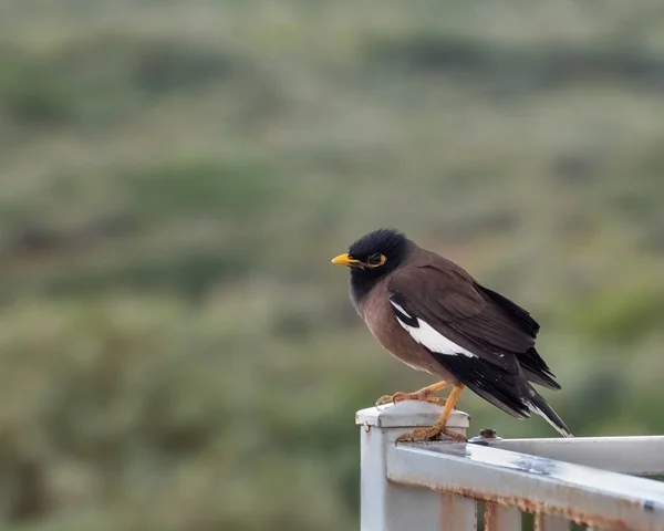 Myna común, mynah, Acridotheres tristis con el cuerpo marrón, cabeza con capucha negra y el parche amarillo desnudo detrás del ojo. Naturaleza Concepto de fauna — Foto de Stock