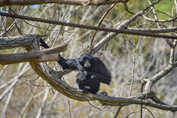 Siamang, Symphalangus syndactylus met lange, gangling armen en lang, dicht, Shaggy haar. Portret van op de tak zittende siamang — Stockfoto