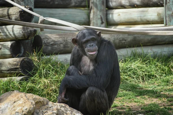 Chimpanzé, troglodytes Pan, chimpanzé comum, chimpanzé robusto, chimpanzé com cabelos pretos grosseiros, rosto nu, dedos das mãos, dedos dos pés, palmas das mãos. Retrato — Fotografia de Stock