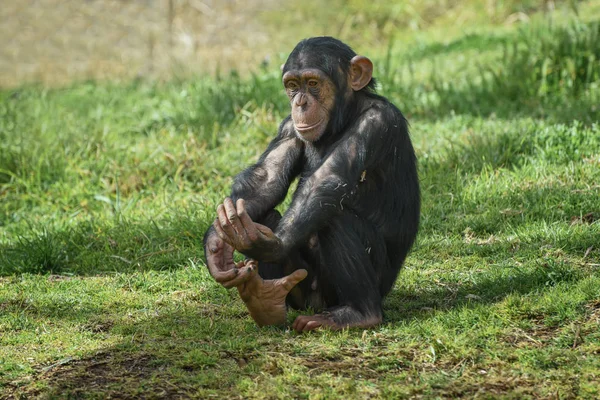Χιμπατζής, Pan troglodytes, κοινός χιμπατζής, ισχυρός χιμπατζής, χιμπατζής με χοντρά μαύρα μαλλιά, γυμνό πρόσωπο, δάχτυλα ποδιών, παλάμες των χεριών, πέλματα των ποδιών. Πορτρέτο — Φωτογραφία Αρχείου