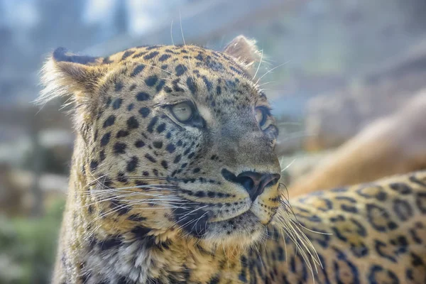 Cheetah, Acinonyx jubatus, a large cat with slender body, a small rounded head, deep chest, long thin legs and long spotted tail. Close up Portrait — Stock Photo, Image