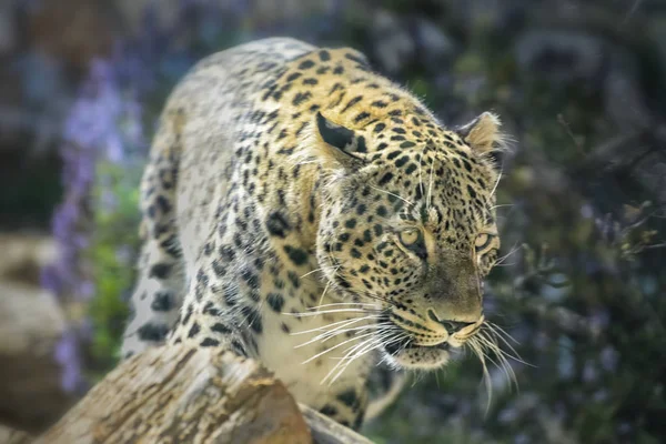 Cheetah, Acinonyx jubatus, un gato grande con cuerpo delgado, una pequeña cabeza redondeada, pecho profundo, piernas largas y delgadas y cola larga manchada. Primer plano Retrato — Foto de Stock