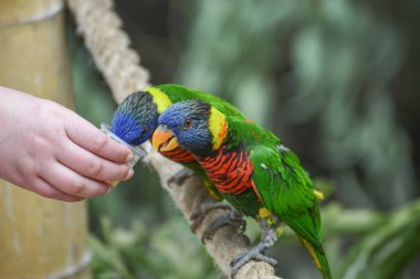 Biak lori, Trichoglossus haematodus rosenbergii, Rosenbergs lori. Çiçekler, meyveler nektar ile beslenmek için fırça uçlu dilleri ile küçük ve orta boy papağan