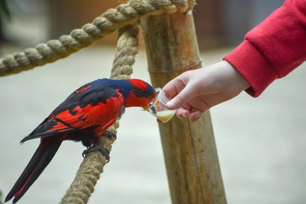 Red-and-blue lory, Eos histrio, a small, colored parrot with bright orange, short beak, red head. Feeding parrots. Communication of children with bird