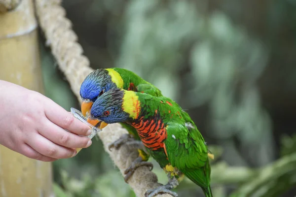 Biak lori, Trichoglossus haematodus rosenbergii, Rosenbergs lori. Papağanları besliyorlar. Çocukların hayvanlarla iletişimi — Stok fotoğraf