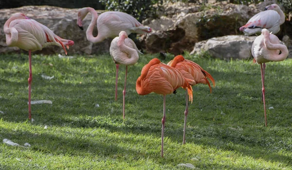 Red and pink flamingos are sleeping on the grass glade, staying on a foot. Carribbean Flamingo, Phoenicopterus ruber ruber, Greater flamingo, Phoenicopterus roseus. Wild animals world