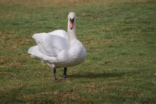 Cisne mudo, Cygnus olor está en el claro de hierba. De cerca. Concepto de mundo de animales salvajes — Foto de Stock