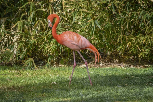 フラミンゴは芝生の上を歩いている。カリビアン・フラミンゴ、フェニコプテルス・ルバー野生動物の世界の概念 — ストック写真