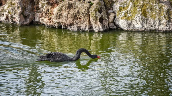 Czarny łabędź, Cygnus atratus jest znalezienie żywności pod wodą. Koncepcja dzikich zwierząt świata — Zdjęcie stockowe