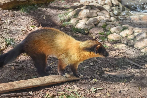 Gelbkehlmarder, Marder flavigula, Kharza, der größte Marder der alten Welt mit farbenprächtigem, aus einer einzigartigen Mischung aus schwarzem, weißem, goldgelbem Fell bestehendem Fell — Stockfoto