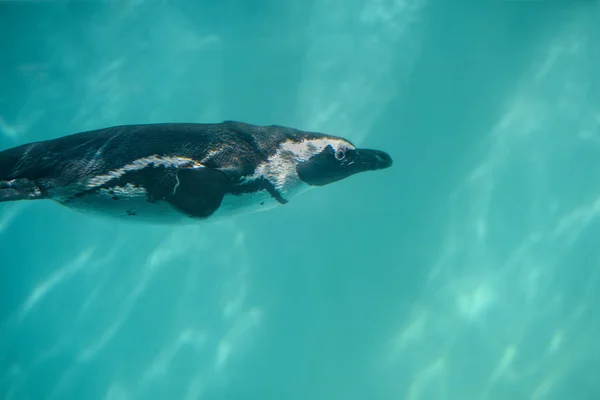 Pinguim africano de pés negros debaixo de água. Pássaro-do-mar sem voo com muitas penas pequenas e asas fortes — Fotografia de Stock