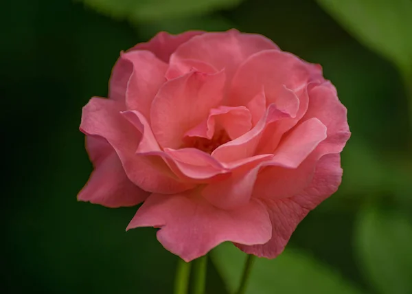 Садовые розы, декоративные, популярные цветущие растения в мире. Большой размер цветка, широкая цветовая гамма. Фото из интерьера розовой розы — стоковое фото