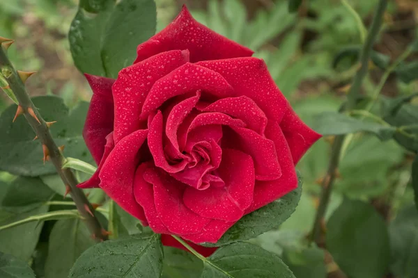 Бутон фиолетовой розы. Сад, декоративные, популярные цветущие розы — стоковое фото