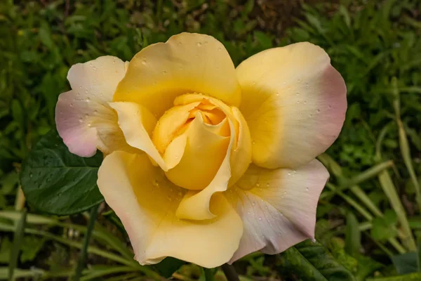 Interieur photo of Hybrid Tea rose, 'Peer Gynt'. Garden roses, ornamental, popular flowering plants in the world — Stock Photo, Image