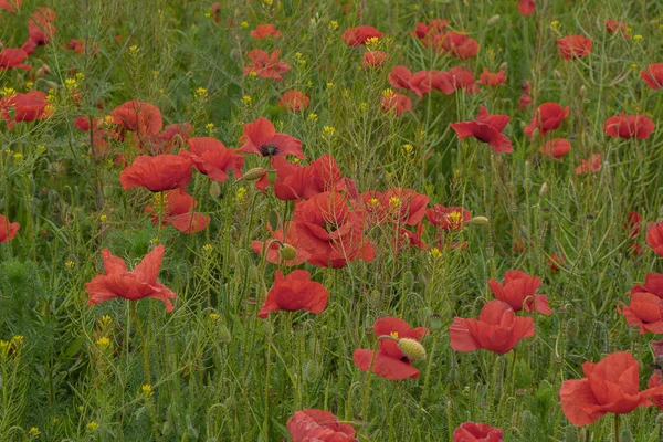 Field of red poppys. Flower landscape — Stock Photo, Image