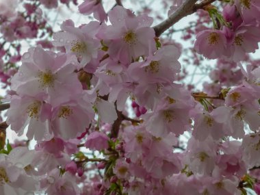 Kiraz Çiçeği, Sakura. Baharda güzel kiraz çiçeği