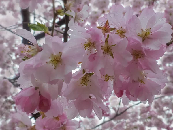Cseresznyevirág, Sakura. Fotó a gyönyörű cseresznyevirág a belső — Stock Fotó