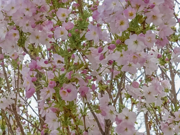 Sakura. schöne Frühlingskirschblütenlandschaft. einen Baum vor meinem Fenster. Hintergrund — Stockfoto