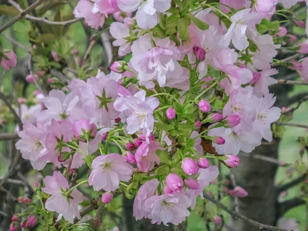 Cherry Blossom, Sakura. Mooie kersenbloesem in het voorjaar. Een boom befor mijn venster — Stockfoto
