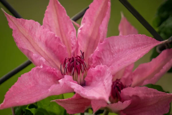 Clematis, um popular jardim híbrido com luz magenta flor. Planta de escalada ornamental para jardins e parques — Fotografia de Stock