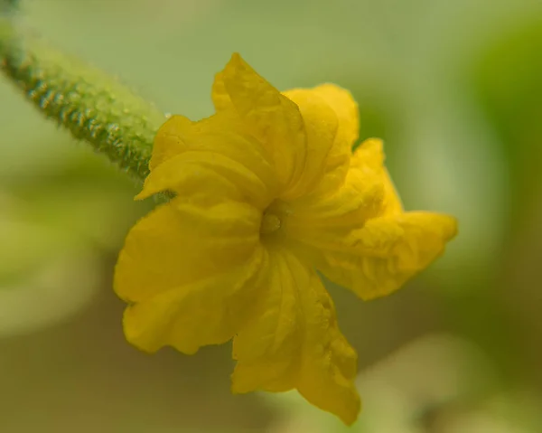 Fleur de concombre jaune Gros plan Fond — Photo