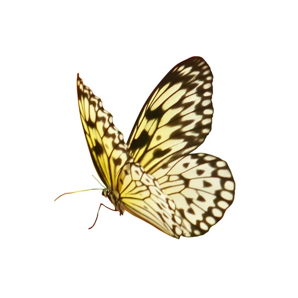 Κίτρινο με μαύρο μοτίβο πεταλούδας, απομονωμένο σε λευκό — Φωτογραφία Αρχείου