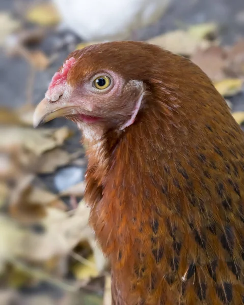 Ev bahçesinde tavuk, evcil bir kümes hayvanı — Stok fotoğraf