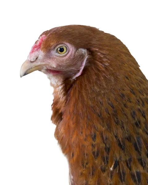 Ev bahçesinde ki tavuk, evcil bir kümes hayvanı. Izole