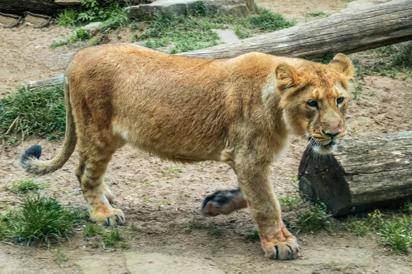 Asiatischer Löwe, Panthera leo persica — Stockfoto