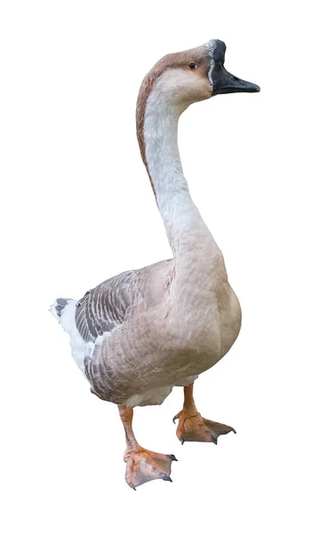 White goose Portrait Close up Isolated — Stock Photo, Image