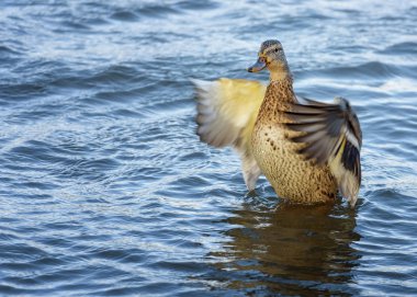 Dişi yaban ördeği, Mallard, Anas platyrhynchos kahverengi-benek ile