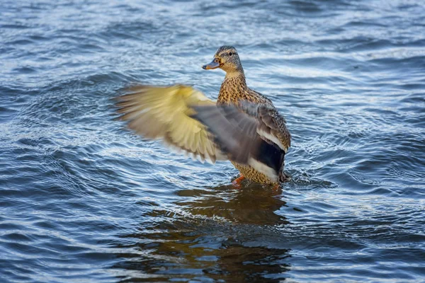 Pato salvaje hembra, Mallard, Anas platyrhynchos con mota marrón —  Fotos de Stock