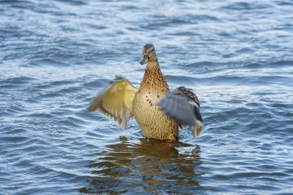 Yaban ördeği Mallard Anas platyrhynchos. Dişi ördek. Sonbahar landsc — Stok fotoğraf