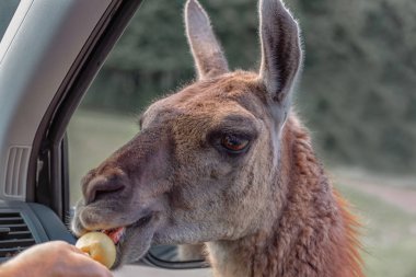 Guanaco, Lama guanico arabaya akranları, yiyecek ister ve alır