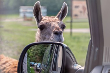 Guanaco, Lama guanicoe bir arabaya akranları ve yiyecek ister. Adven