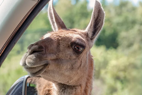 Guanaco, Lama guanicoe peers into a car and asks for food. Adven
