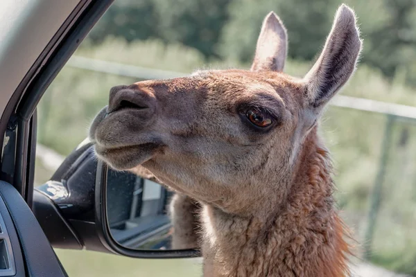 Guanaco, Lama guanicoe peers in een auto en vraagt om voedsel. Adven — Stockfoto
